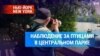 «Это заложено в нас эволюцией». Почему люди не замечают птиц?